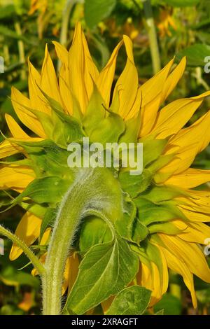 Wadern Natur, Pflanzen, Blume, Bluete, Sonnenblume, 09.08.2024 Sonnenblumenbluete Natur, Pflanzen, Blume, Bluete, Sonnenblume, 09.08.2024 *** Wadern Natur, Pflanzen, Blume, Blüte, Sonnenblume, 09 08 2024 Sonnenblumenblüte Natur, Pflanzen, Blume, Blüte, Sonnenblume, 09 08 2024 Copyright: xAugstx/xEibner-Pressefotox EP jat Stockfoto