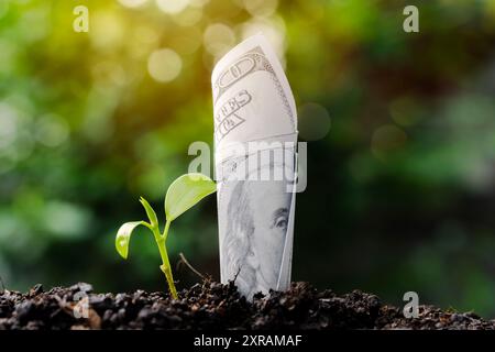Close-up-Dollar mit grüner Pflanze, die an der Spitze des Geschäfts wächst. Sie sind auf Sonnenlicht auf dem Boden. Sparen, Wachstum, Investitionen, Finanzen, Fotogeschäft und Öko Stockfoto