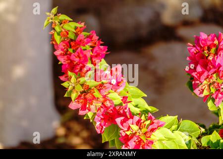 Bougainvillea, Papierblume Bougainvillea hybrida weicher Fokus mit unscharfem Hintergrund. Exotische, schöne kleine lila Bougainvillea Blume. Stockfoto