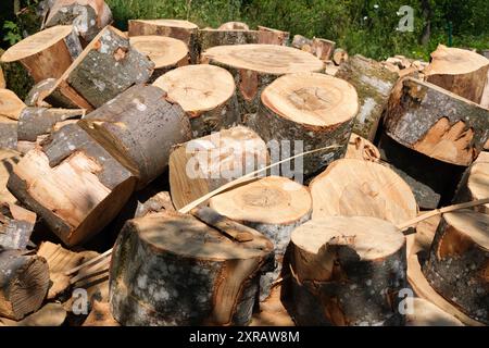 Baumstämme, die für Winterbrände in Baumstümpfe geschnitten werden. Stockfoto