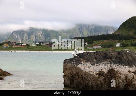 Möwen auf einem Felsen in der Küstenlandschaft der kleinen Gemeinde Flakstad auf den Lofoten, Norwegen Stockfoto