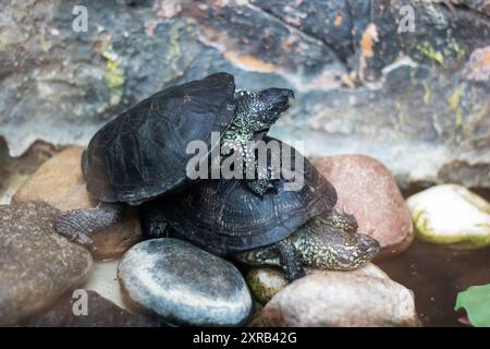 Drei Schildkröten ruhen bequem übereinander auf verschiedenen Felsen in einer natürlichen Landschaft und genießen ihre Umgebung Stockfoto