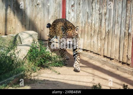 Ein majestätischer jaguar schlendert anmutig durch eine umzäunte Gegend, die Teil eines Zoos ist, und zeigt seine schönen Flecken und seine kraftvolle Karosserie Stockfoto