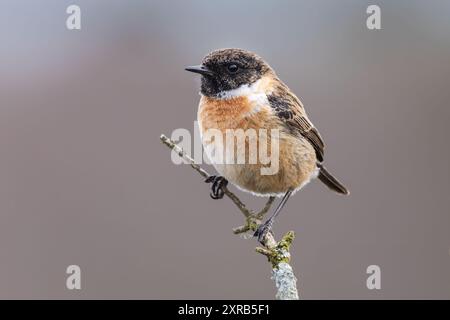 Männlicher Stonechat Porträt Stockfoto