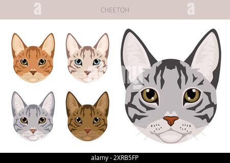 Cheetoh Cat Clipart. Alle Lackfarben festgelegt. Infografik zu den Merkmalen aller Katzenrassen. Vektorabbildung Stock Vektor