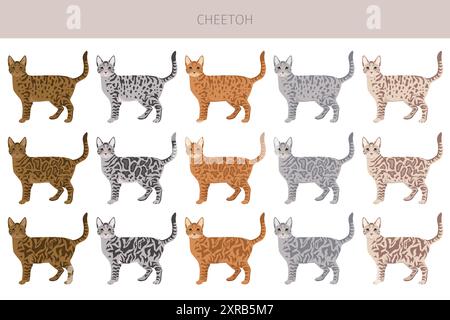 Cheetoh Cat Clipart. Alle Lackfarben festgelegt. Infografik zu den Merkmalen aller Katzenrassen. Vektorabbildung Stock Vektor