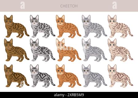 Cheetoh Cat Clipart. Alle Lackfarben festgelegt. Infografik zu den Merkmalen aller Katzenrassen. Vektorabbildung Stock Vektor