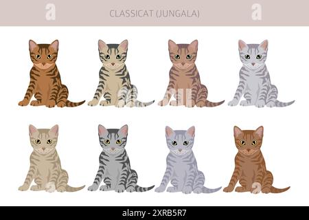 Classicat, Jungala Cat Clipart. Alle Lackfarben festgelegt. Infografik zu den Merkmalen aller Katzenrassen. Vektorabbildung Stock Vektor