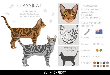 Classicat, Jungala Cat Clipart. Alle Lackfarben festgelegt. Infografik zu den Merkmalen aller Katzenrassen. Vektorabbildung Stock Vektor