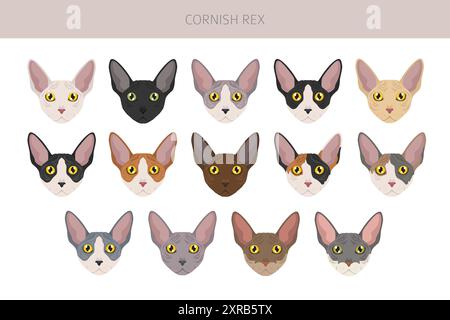 Cornish Rex Cat Clipart. Alle Lackfarben festgelegt. Infografik zu den Merkmalen aller Katzenrassen. Vektorabbildung Stock Vektor