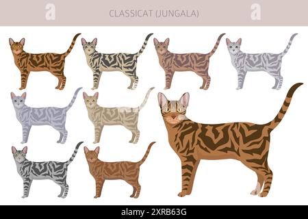 Classicat, Jungala Cat Clipart. Alle Lackfarben festgelegt. Infografik zu den Merkmalen aller Katzenrassen. Vektorabbildung Stock Vektor