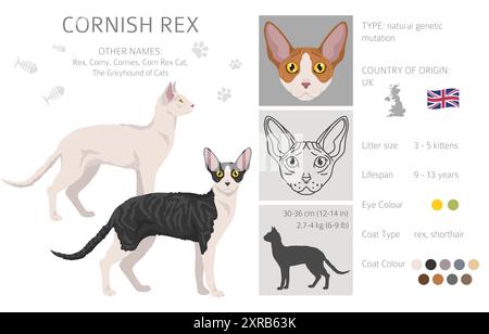 Cornish Rex Cat Clipart. Alle Lackfarben festgelegt. Infografik zu den Merkmalen aller Katzenrassen. Vektorabbildung Stock Vektor