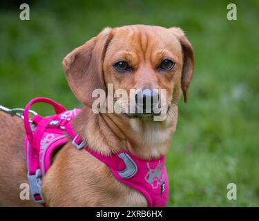 Glatthaariger Dackel in der Natur. Roter Dachshund auf Naturhintergrund. Dackelhund, auch bekannt als der wiener Hund oder Wursthund, Dachshund Stockfoto