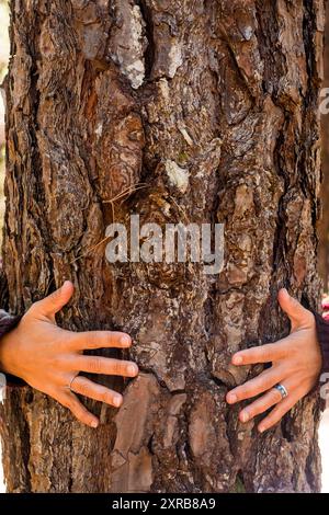 Retten Sie die Erde der Welt und schützen Sie den Wald vor der Entwaldung – pflegen Sie die Wälder, während Menschen im Freizeitleben einen Baum umarmen – lieben Sie die Natur und den Planeten – stoppen Sie den Klimawandel und die Erwärmung Stockfoto