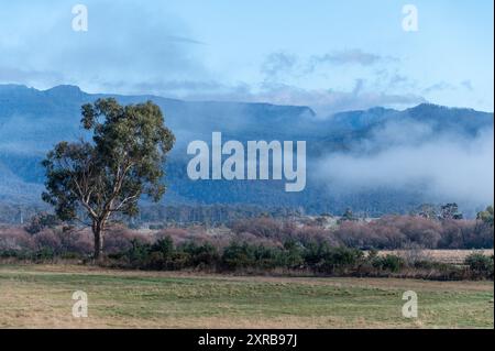 Herbstlicher nebeliger Morgen mit einem tasmanischen blauen Gummibaum und der Kulisse der Mount Ben Lomond Range im Ben Lomond National Park im Norden Stockfoto