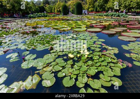 STUTTGART - 6. AUGUST 2024: Tropische Seerosen im zoologischen und botanischen Garten Wilhelma in Stuttgart Stockfoto