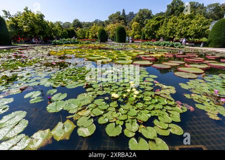 STUTTGART - 6. AUGUST 2024: Tropische Seerosen im zoologischen und botanischen Garten Wilhelma in Stuttgart Stockfoto