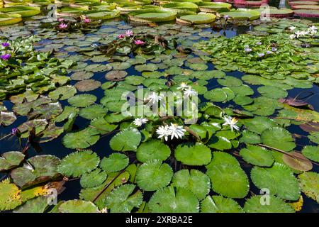 Tropische Seerosen im zoologischen und botanischen Garten Wilhelma in Stuttgart Stockfoto