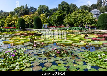 STUTTGART - 6. AUGUST 2024: Tropische Seerosen im zoologischen und botanischen Garten Wilhelma in Stuttgart Stockfoto