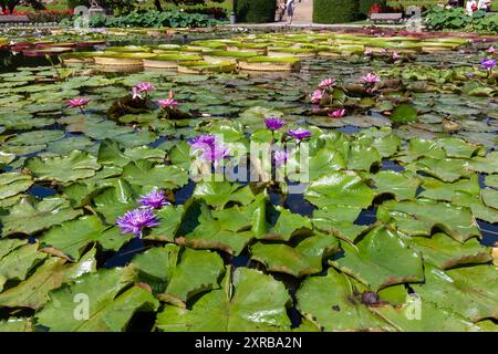 Tropische Seerosen im zoologischen und botanischen Garten Wilhelma in Stuttgart Stockfoto