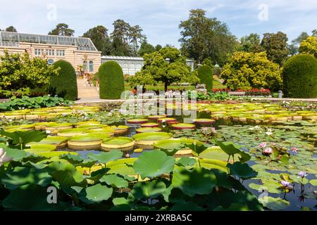 STUTTGART - 6. AUGUST 2024: Tropische Seerosen im zoologischen und botanischen Garten Wilhelma in Stuttgart Stockfoto