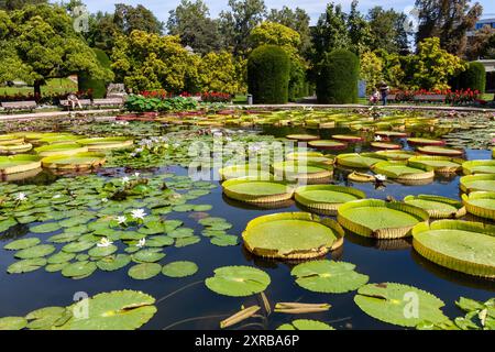 STUTTGART - 6. AUGUST 2024: Tropische Seerosen im zoologischen und botanischen Garten Wilhelma in Stuttgart Stockfoto