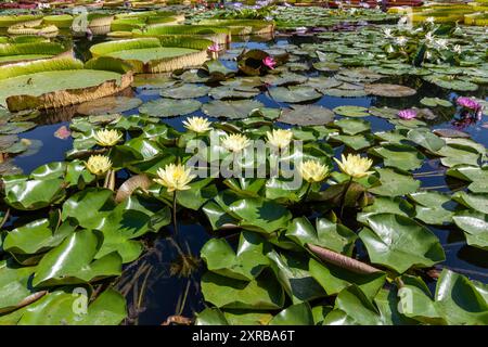 Tropische Seerosen im zoologischen und botanischen Garten Wilhelma in Stuttgart Stockfoto