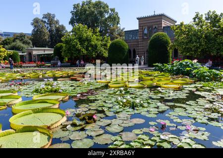 STUTTGART - 6. AUGUST 2024: Tropische Seerosen im zoologischen und botanischen Garten Wilhelma in Stuttgart Stockfoto