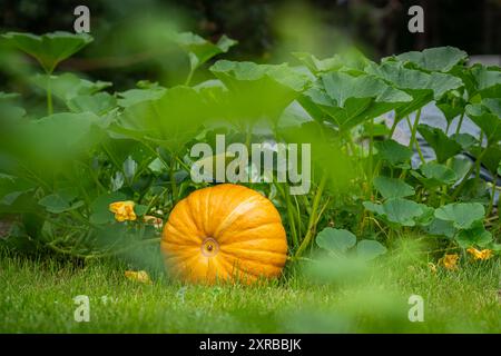 Kürbispflanze wächst in einem Beet-Garten mit gesunden Blättern, einem Kürbis und einer Kürbisblüte. Ein Kürbis (Cucurbita pepo), der in einem Gemüsegarten wächst Stockfoto