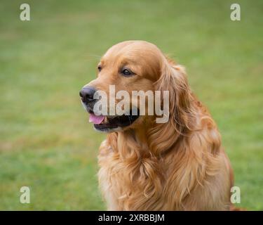 Porträt eines männlichen goldenen Retriever-Hundes. Nahaufnahme eines Reifen männlichen Goldenen Retrievers auf natürlichem Feld. Stockfoto
