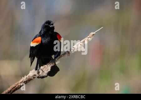 Eine männliche rotgeflügelte Amsel hockte und sang in einem Sumpfgebiet entlang des St. Lawrence River. Stockfoto