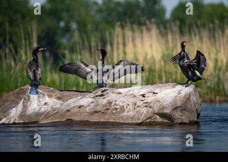 Doppelwandige Kormorane, die ihre Flügel überspannen, um auf einem Felsen entlang des St. Lawrence River zu trocknen. Stockfoto