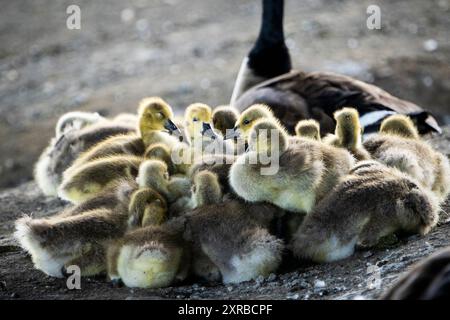 Kanadische Gänse schlafen mit Eltern und beobachten sie. Stockfoto