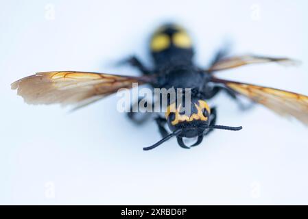 mammut Wespe, Weibchen, Megascolia maculata flavifrons Fabricius, totes Insekt. Stockfoto