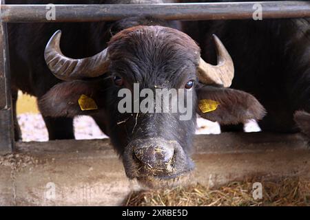 Zucht von Bufale Campane in Süditalien zur Herstellung von Mozzarella-Milch. Stockfoto