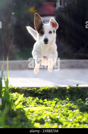 Jumping Jack-Russell-Terrier für geworfenen Ball aport. Stockfoto