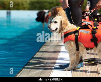 Rettungsschwimmer Hund, Demonstration mit den Hunden in den Pool zu retten. Stockfoto