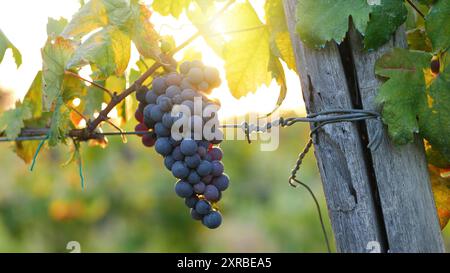 Trauben aus roten Trauben. Sonnenuntergangslicht mit Sonne im Hintergrund. Flare und warmes Licht zeigen die Erntezeit der Trauben für die Weinproduktion an. Stockfoto