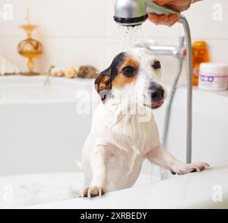 Jack Russell Hund ein Bad in einer Badewanne Stockfoto