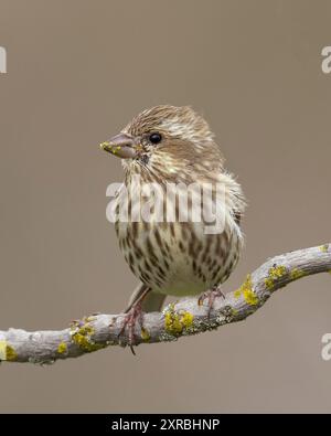 Purple Finch (Haemorhous purpureus) Sacramento County Kalifornien USA Stockfoto