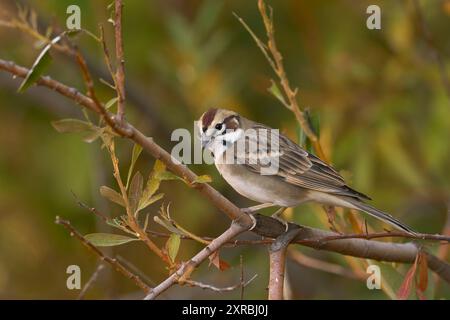 Lark Sparrow (Chondestes grammacus) Sacramento County Kalifornien USA Stockfoto