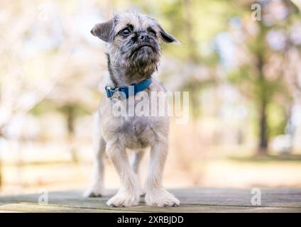 Ein schmutziger Terrier x Mops Mischhund, der draußen steht und die Pfoten nach außen gerichtet hat Stockfoto