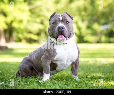 Ein muskulöser, kurzer und kräftiger amerikanischer Tyrannehund mit abgeschnittenen Ohren, der draußen sitzt Stockfoto