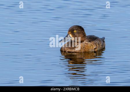 Getuftete Ente / getuftete Pochard (Aythya fuligula / Anas fuligula) erwachsene Frau, die im Sommer im See schwimmt Stockfoto