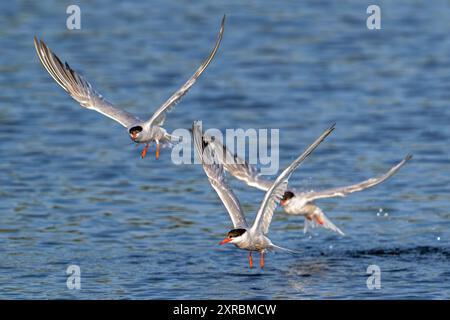 Drei Seeschwalben (Sterna hirundo) im Brutgefieder im Flug, im Sommer fischen an der Nordseeküste Stockfoto