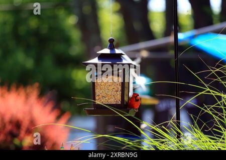 Männlicher nördlicher Kardinal auf der Vogelfutterstation Long Island New York Stockfoto