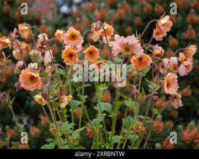 Geum 'Mai Tai' in einem britischen Garten; eine pfirsichfarbene, kleine, mehrjährige Avenenpflanze, die im Juni blüht Stockfoto