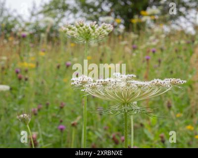 Umbel von der wilden Karottenblüte (Daucus carota), die auf einer Wildblumenwiese in der britischen Landschaft wächst, um die Tierwelt anzulocken und die Artenvielfalt zu fördern Stockfoto