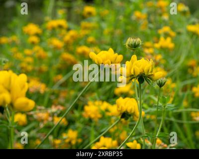 Ein Teppich aus gelbem Greater Bird's Foot Trefoil (Lotus penduculatus), der als gewöhnliche einheimische Wildblume auf einer Wiese in Großbritannien wächst Stockfoto