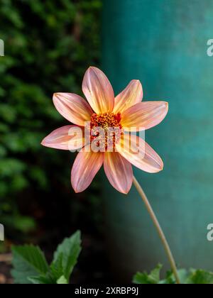 Einzelne orangene Dahlienblüte „Totally Tangerine“ vor grünem und türkisfarbenem Hintergrund in einem britischen Garten im Spätsommer/Herbst Stockfoto